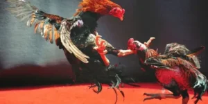 Bí Quyết Cách Chơi Đá Gà WS168 Tại Bet69 Dành Cho Người Mới Tham Gia