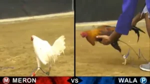 Bí Quyết Cách Chơi Đá Gà Sabong Tại Bet69 Dành Cho Người Mới Tham Gia